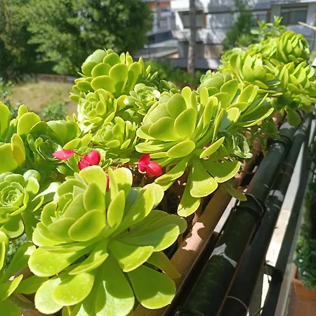 Apartamento Il Nido Di Jonathan Livingstone *