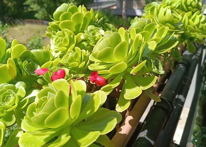 Appartement Il Nido Di Jonathan Livingstone *